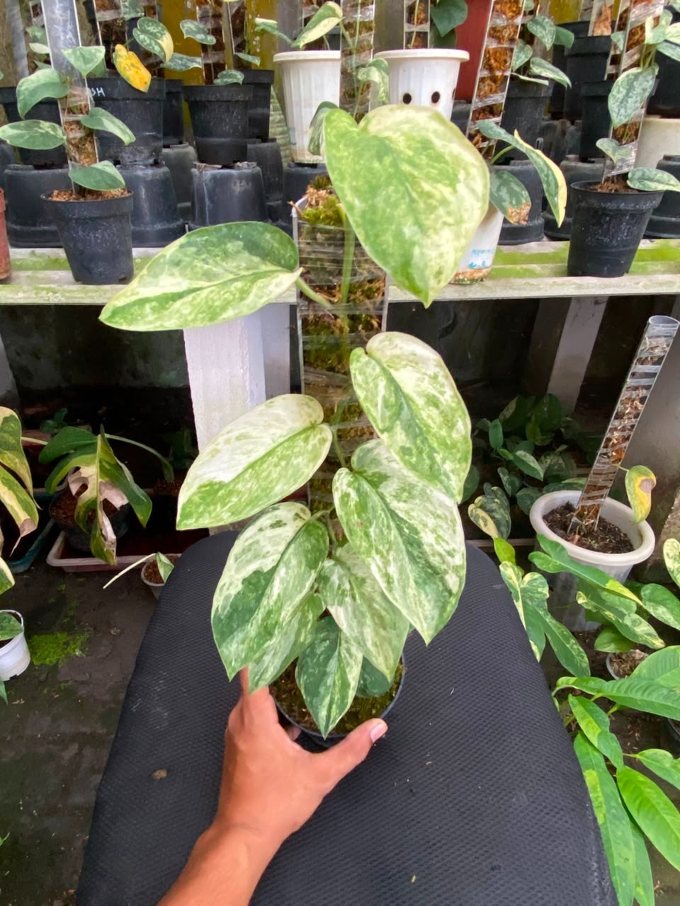 Scindapsus spearmint, Rare Variegated, Real Picture, Aroid Houseplant