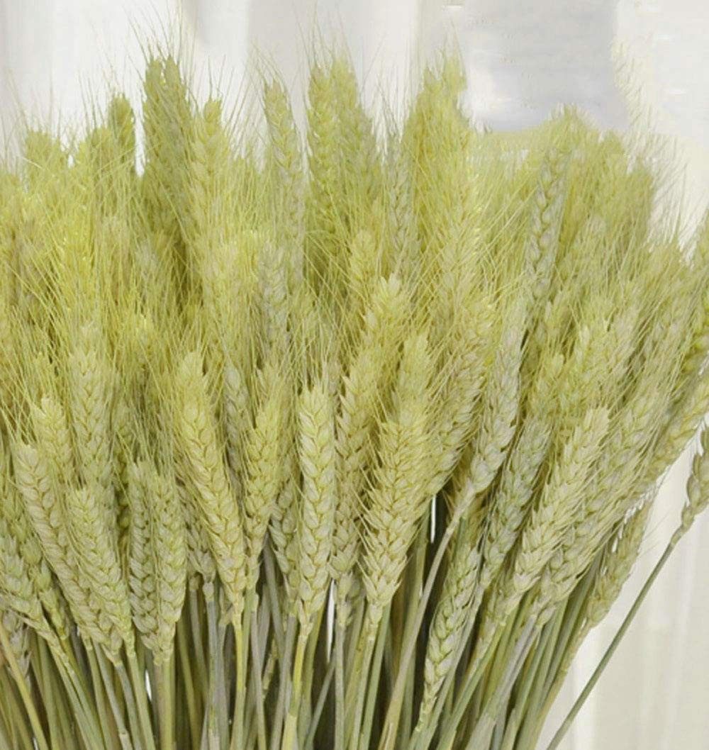 100 Stems Dried Wheat Stalks Natural Wheat Bundle for Home Decor DIY Crafts