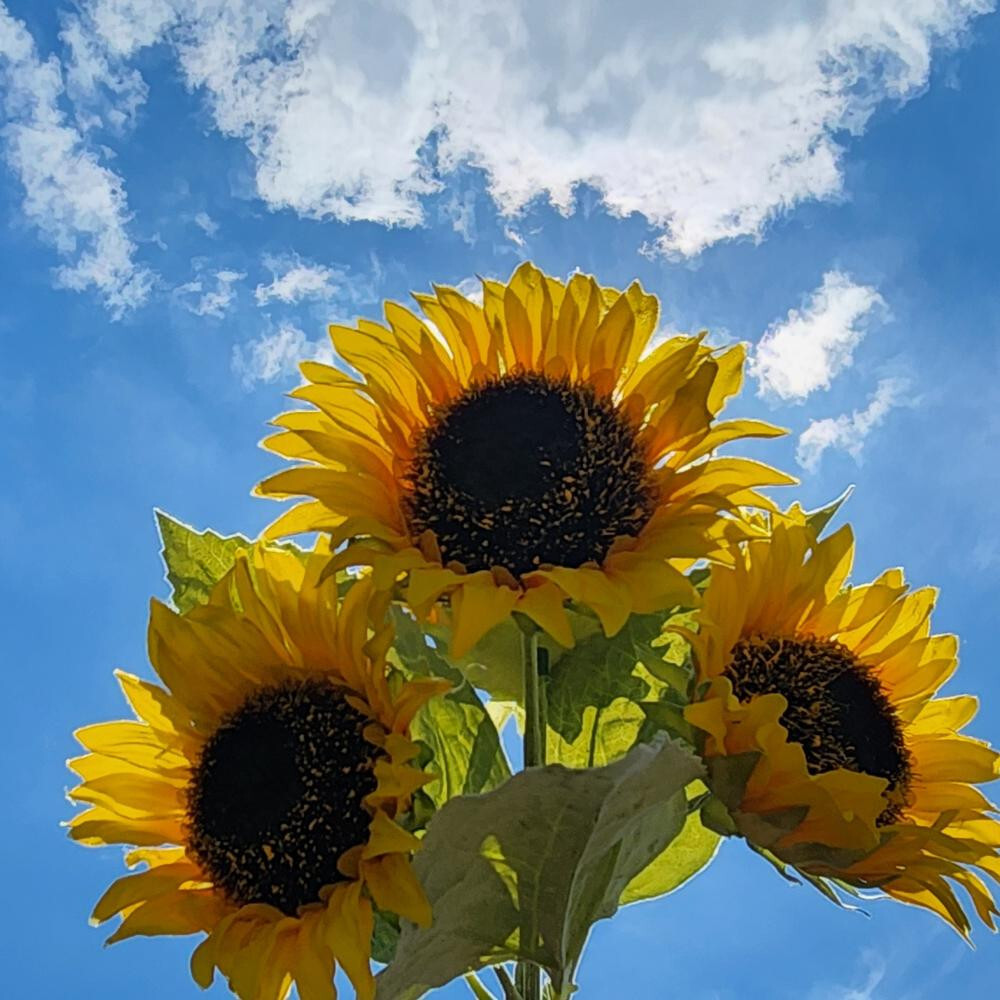 Set of 2 Realistic Artificial Sunflower Bushes