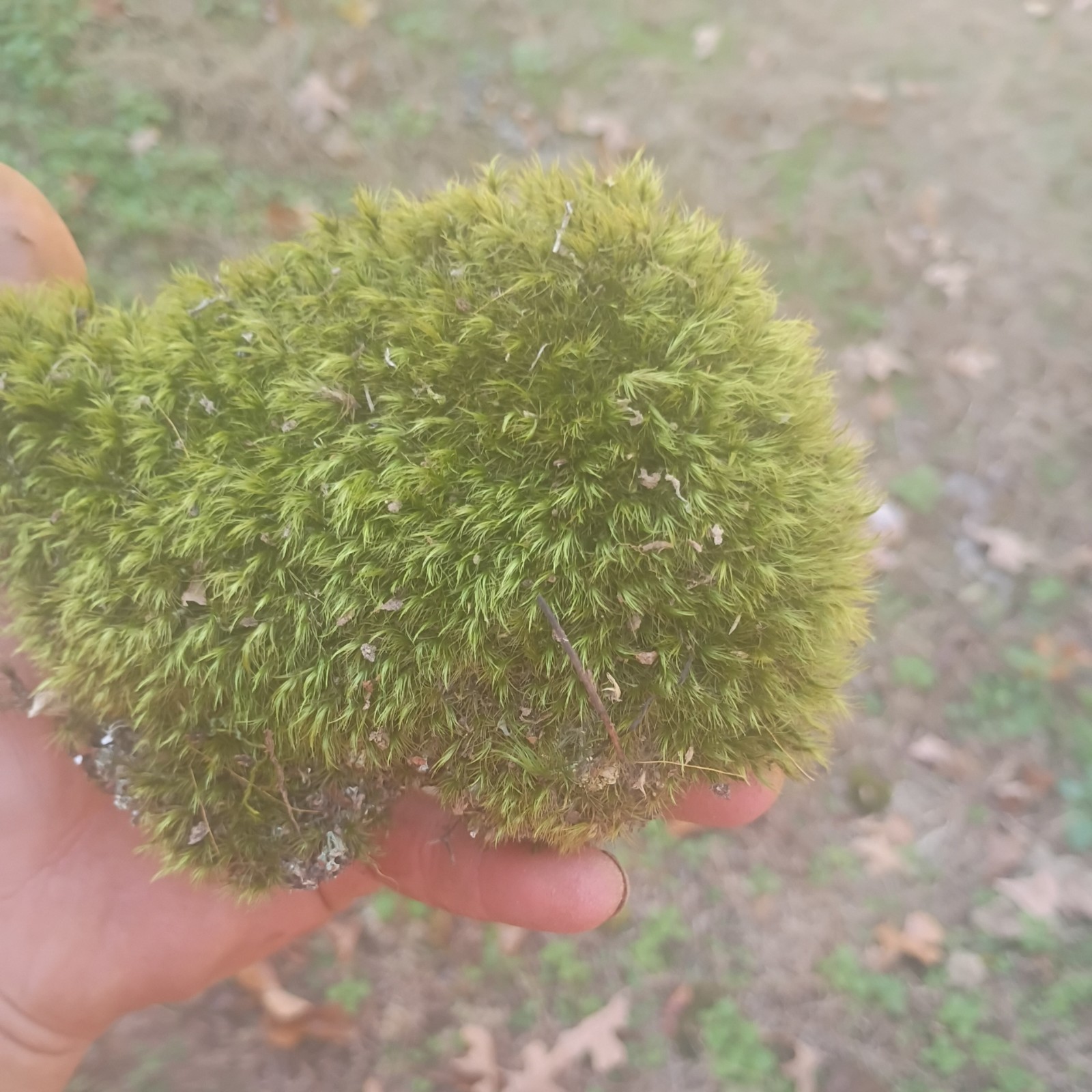 live Freshly harvested assorted mosses pincushion, mood, sheet