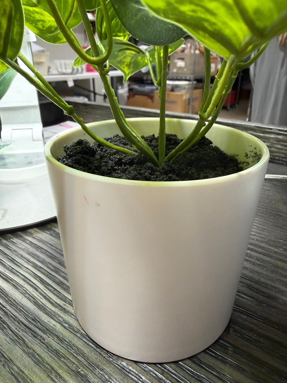 Lot of 3 artificial house plants: pathos, boxwood, and peony EUC