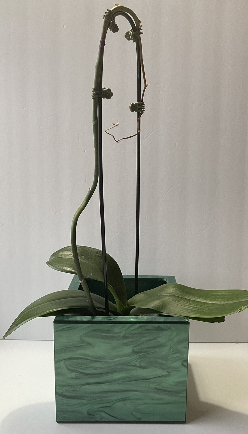 charlotte max orchid box Flower Planter Vase Pearl Green Lucite Retail $180