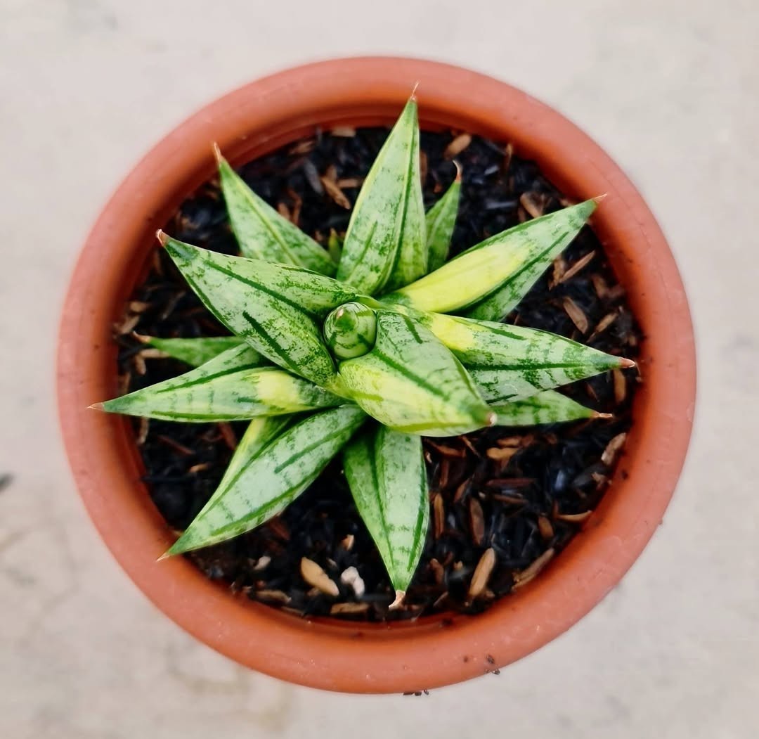 Rare Sansevieria Ming Manee – Compact Dwarf Snake Plant Collector Variety