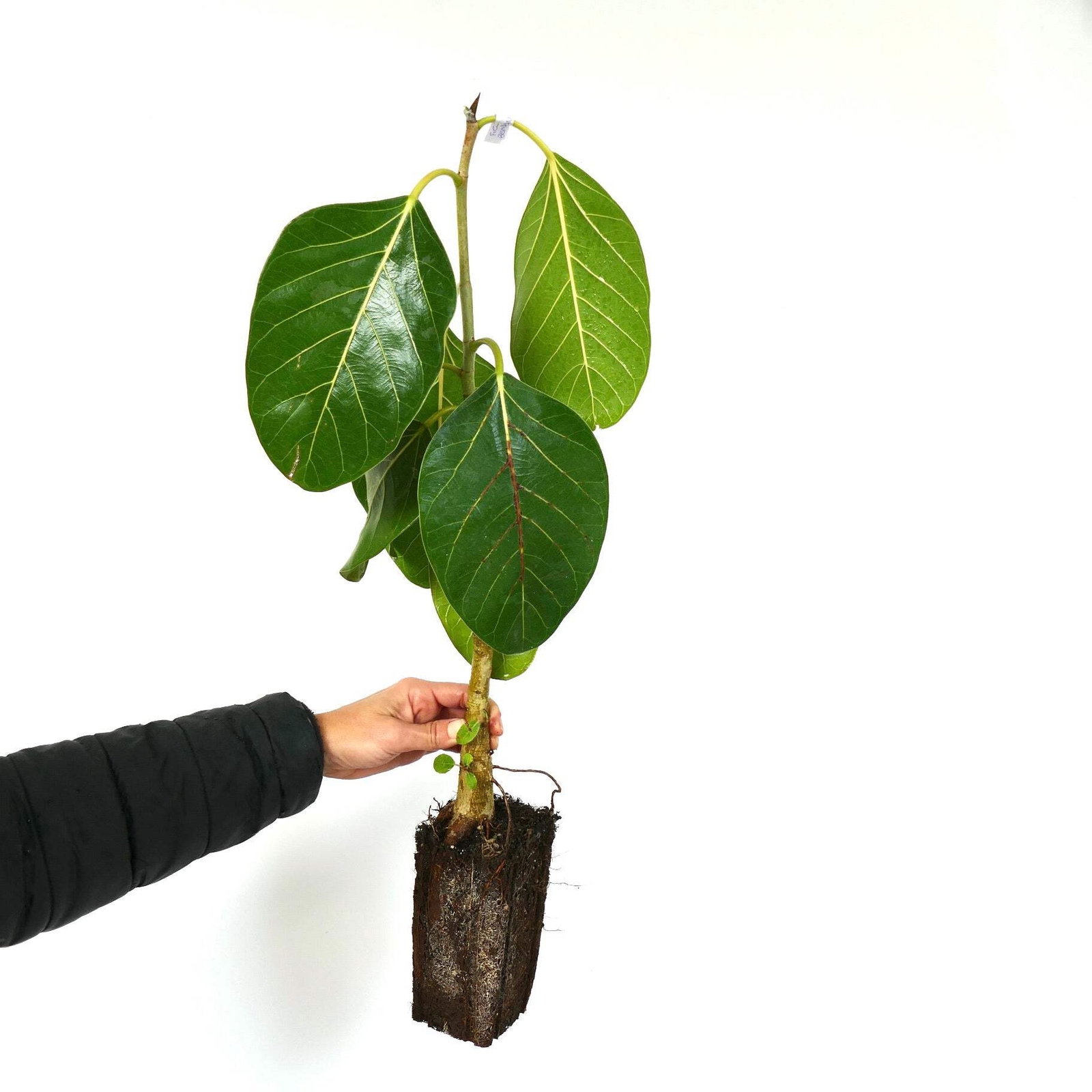 Ficus bengalensis – Banyan Tree