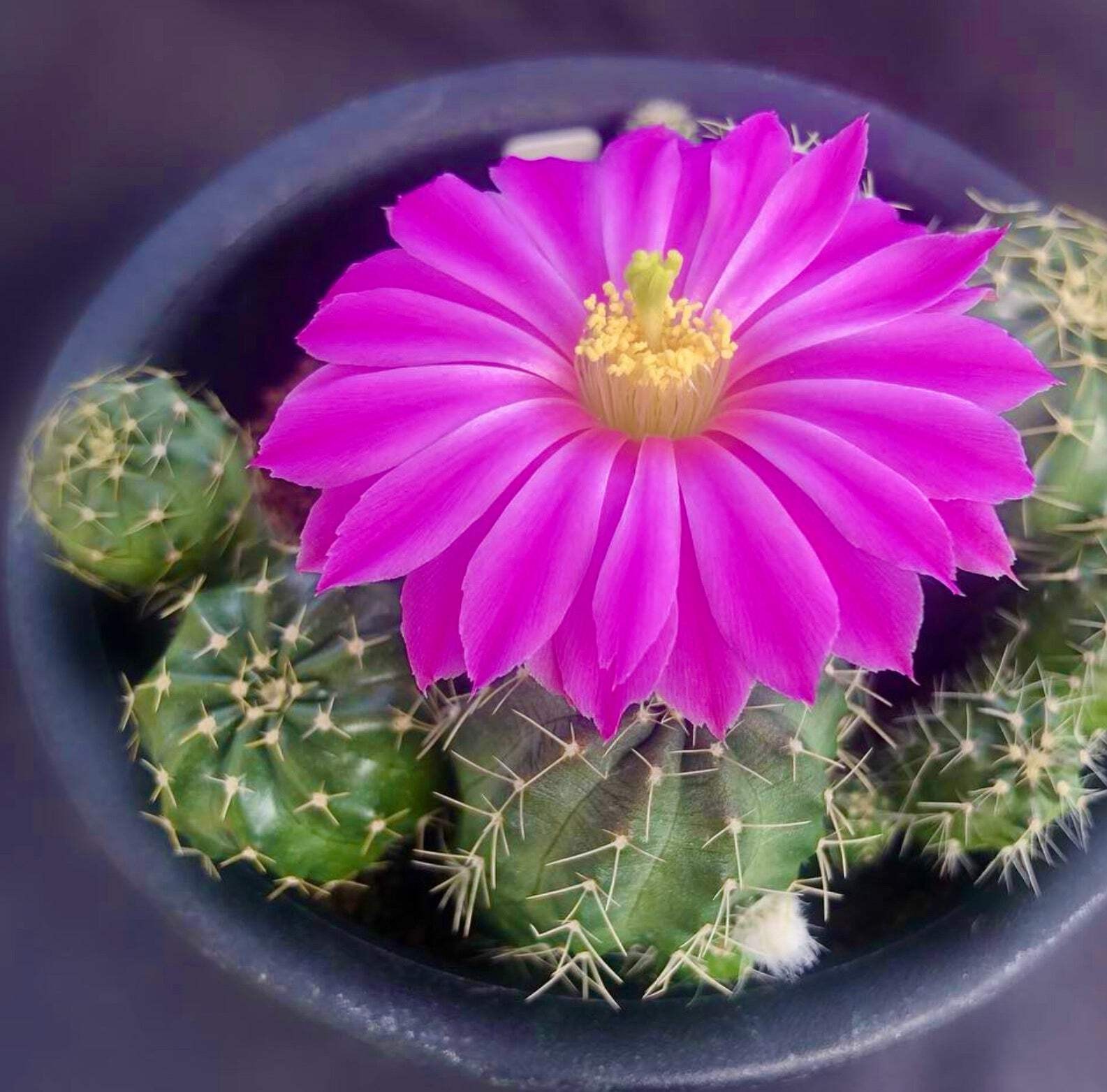 Echinocereus amoenus SEEDS – Rainbow hedgehog cactus | Pink hedgehog cactus