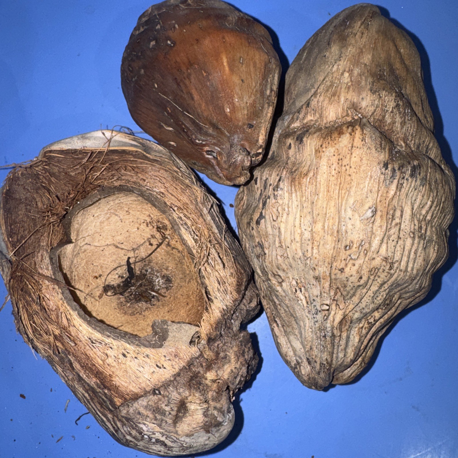 Lot Of 3 Large Coconut Jamaica Beach Whole Husk & Shell 7-9” organic texture