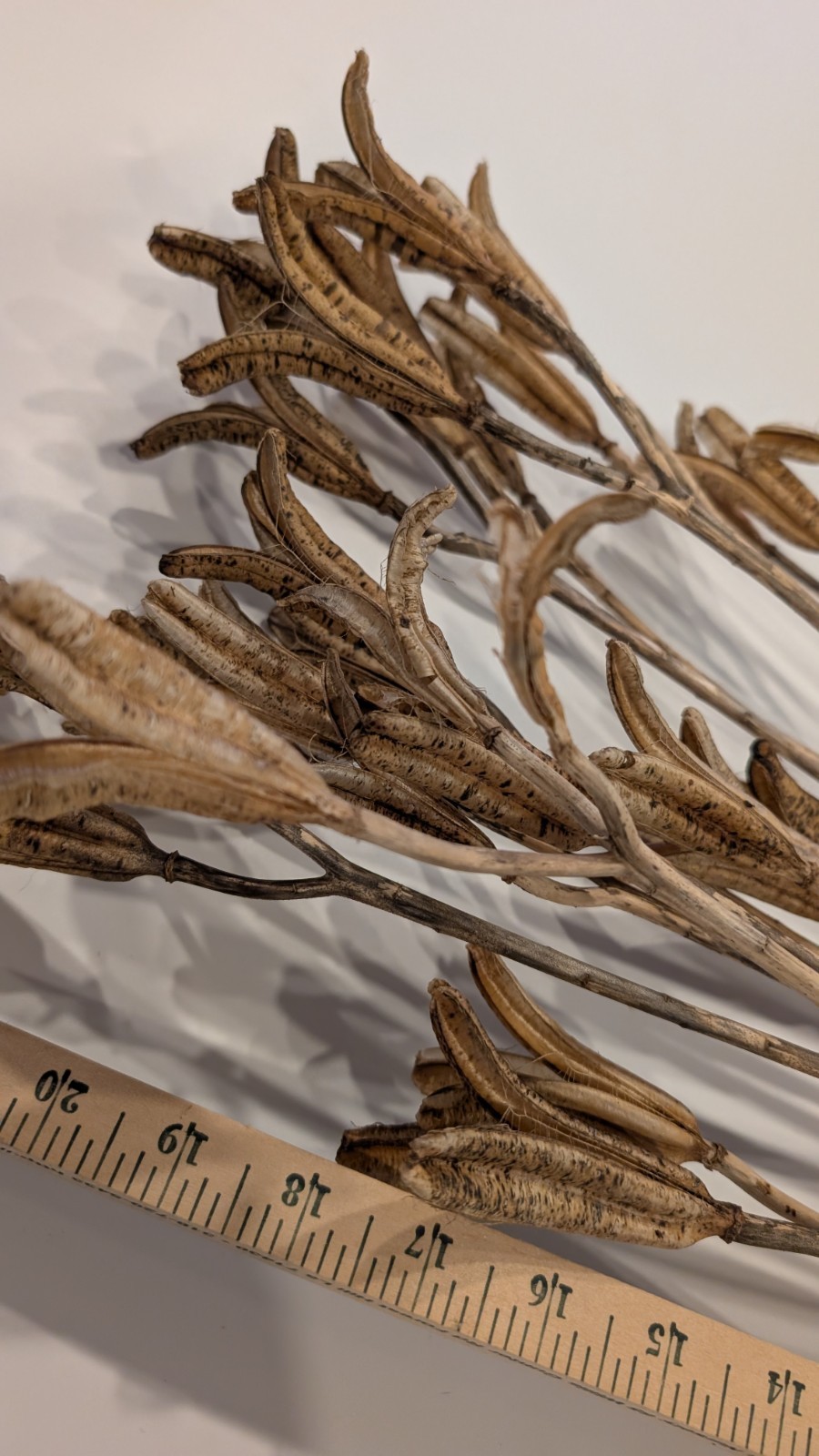 Natural Dried Flower Pods Lot of 15 Stems 13-23″ Crafts Floral Bouquets Sprays