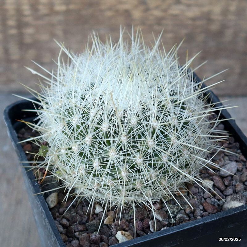 A6900 THELOCACTUS MACDOWELLII pot10-H6-W8 cm MaMa Cactus