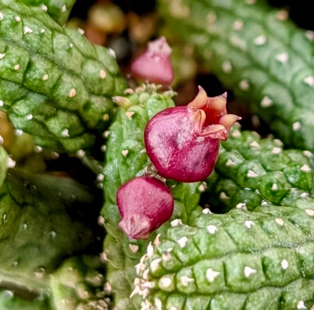 Echidnopsis ericiflora – Eric’s echidnopsis | Hedgehog flower