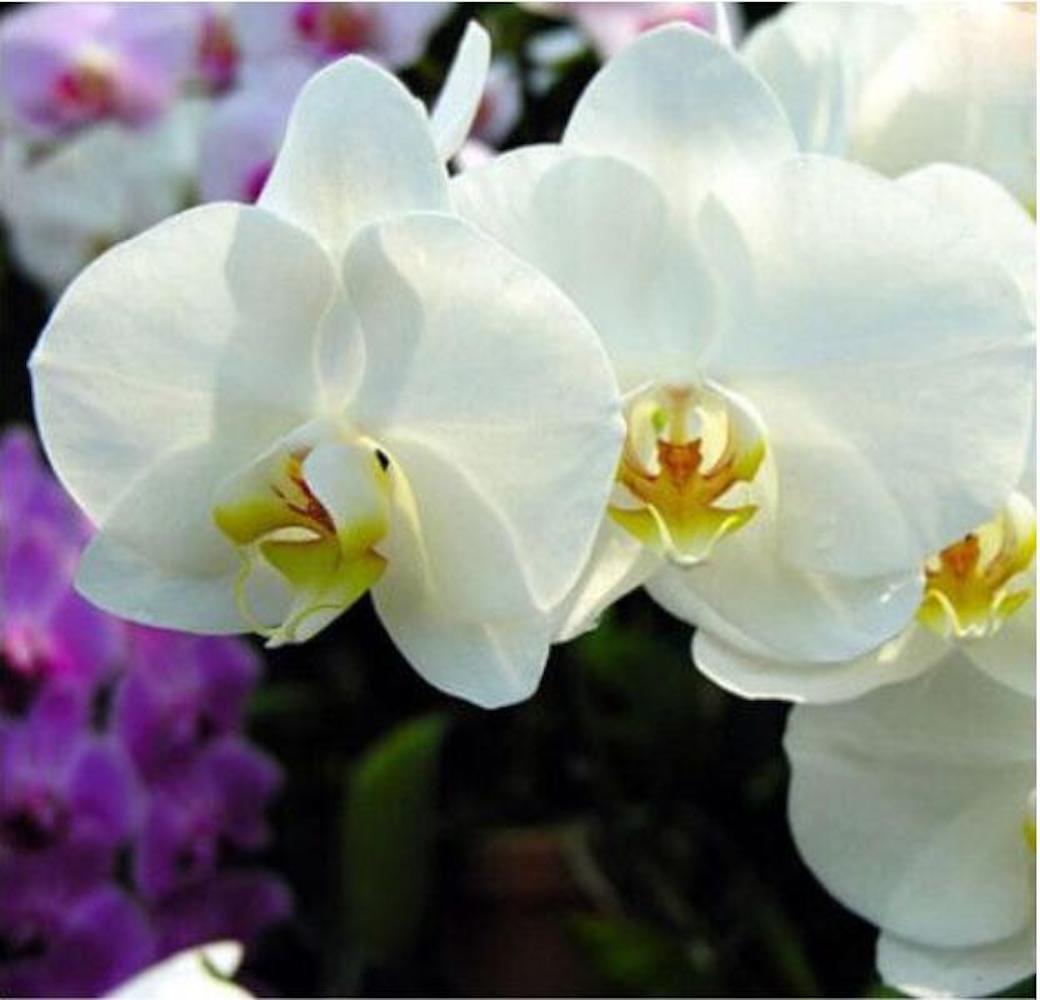 (10) ORCHID SEEDS rare exotic flower bloom for house plant USA SELLER W/TRACK