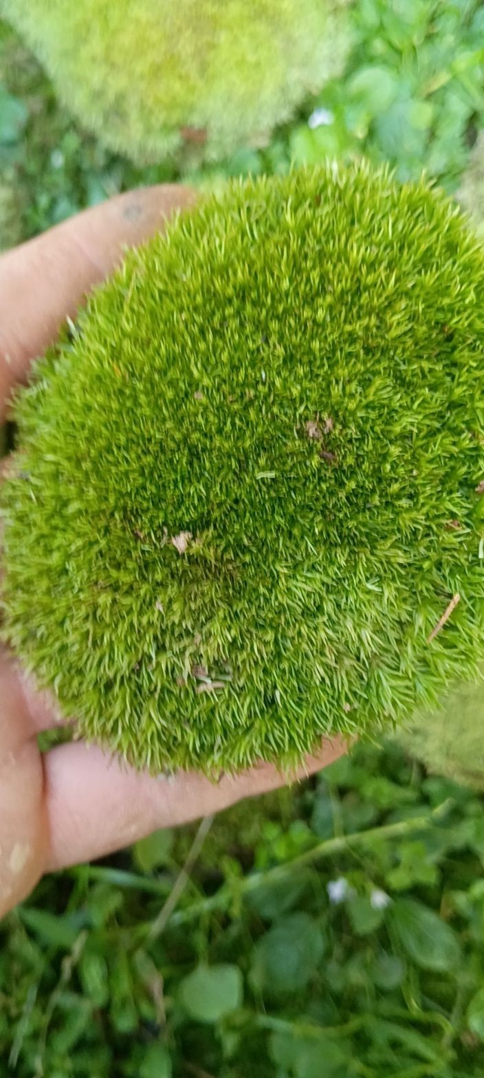 live Freshly harvested assorted mosses pincushion, mood, sheet