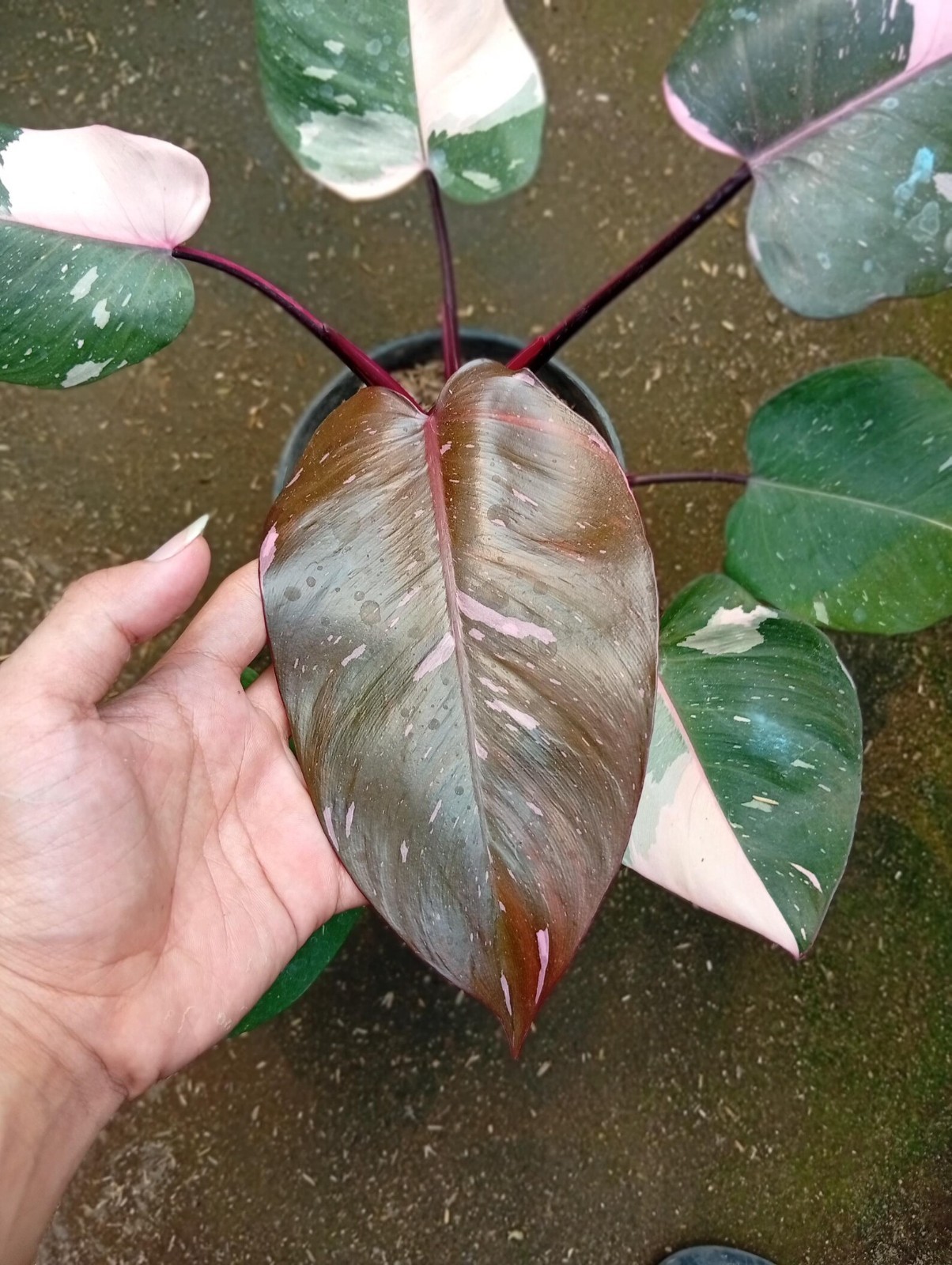 Real Pickture Philodendron Florida Beauty x Mayoi Medium Size Free Phyto