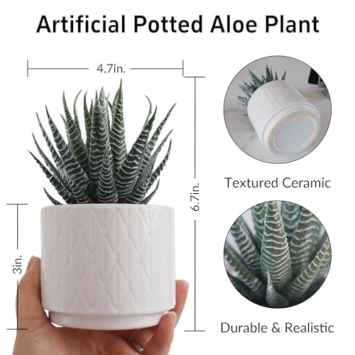 Artificial Succulent in Ceramic Natural Green Succulent in White Ceramic Pot