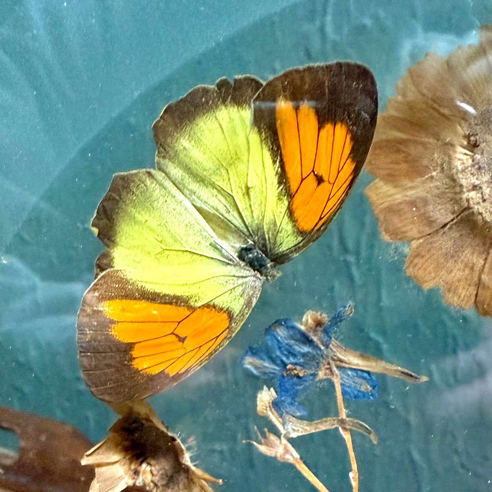 Butterfly Botanical Glass Frame 1980s Vintage Wall Decor