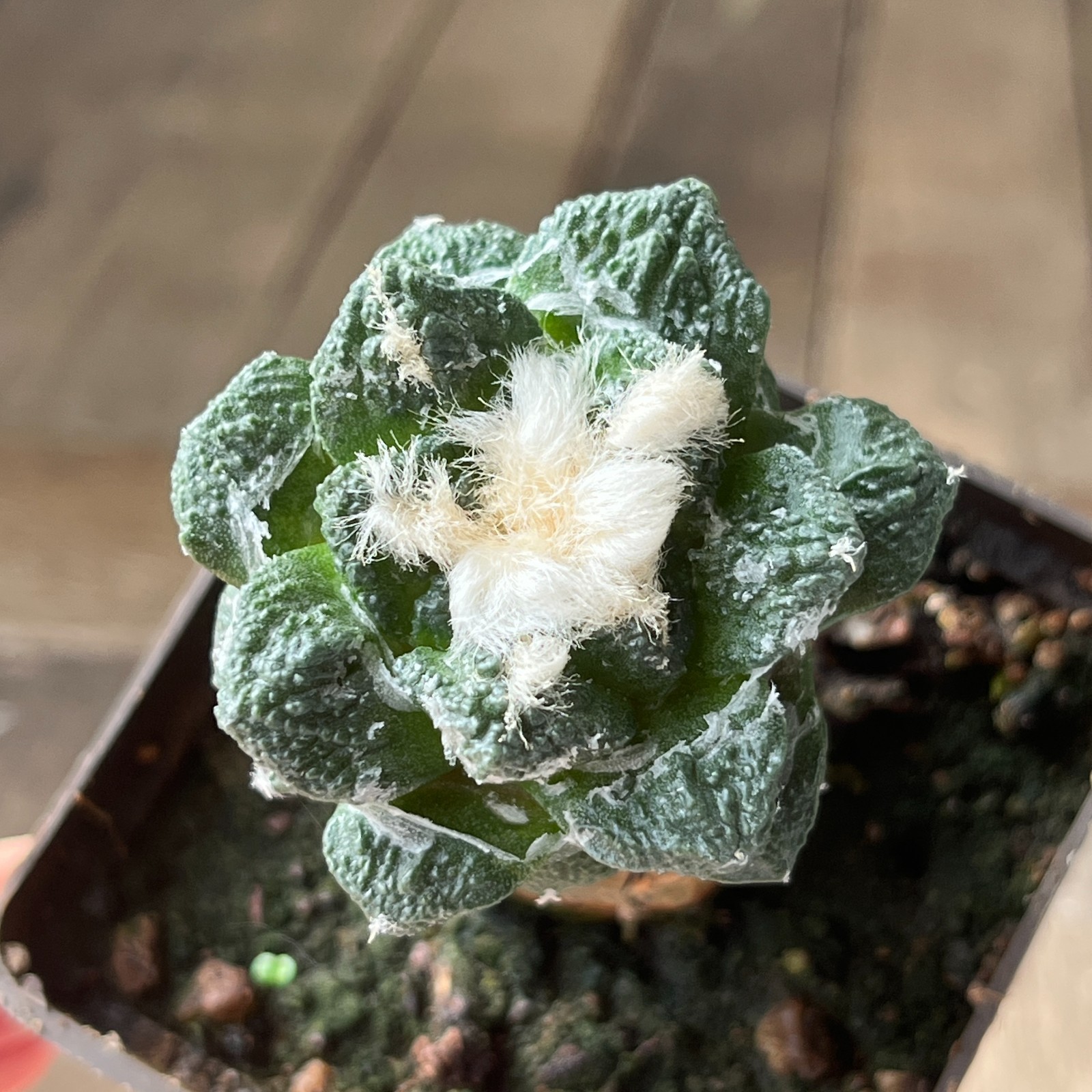 A15-105 Cactus hybr (hintonii x fissur), grafted