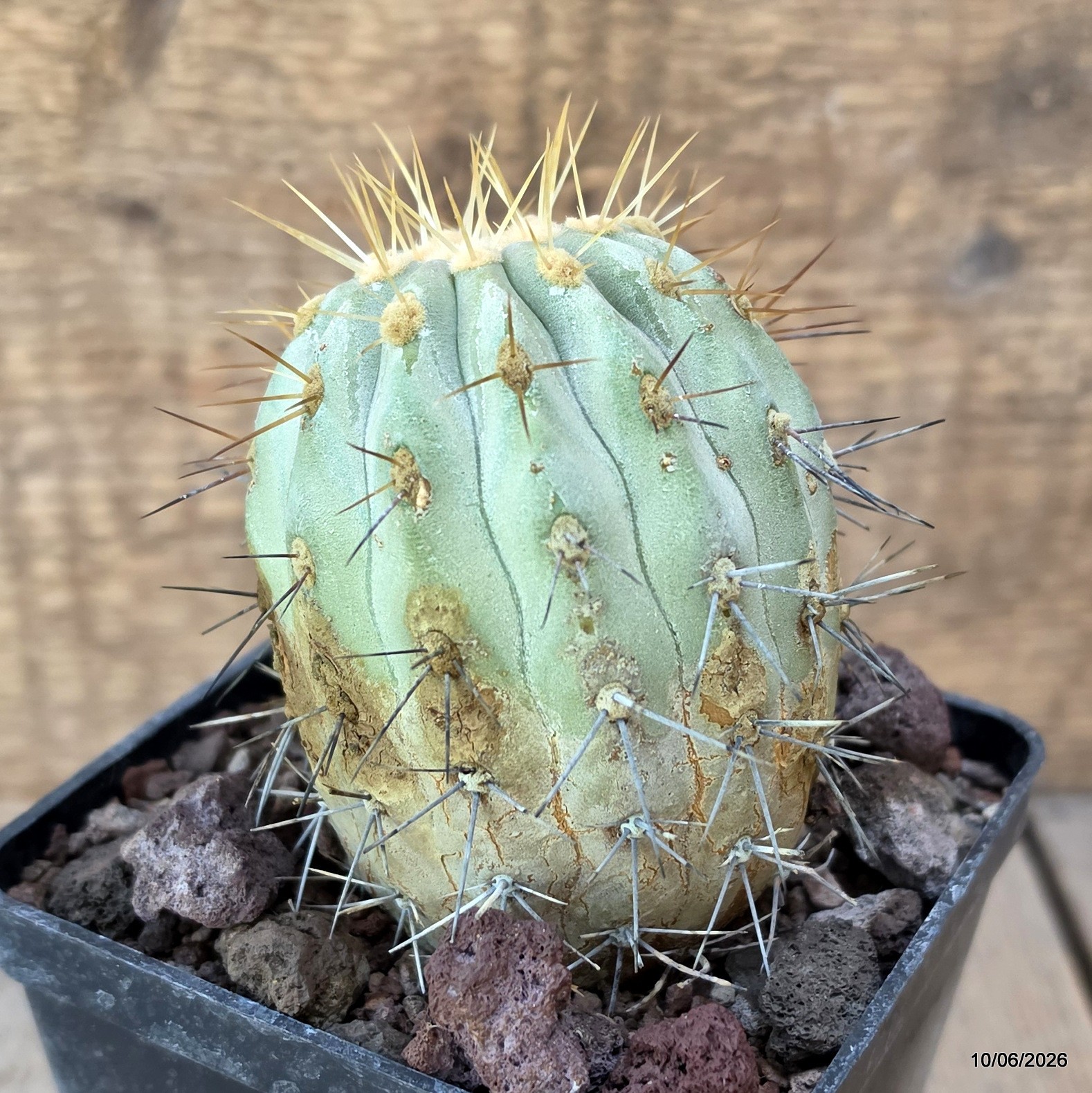 D3269 COPIAPOA HASELTONIANA pot10-H9-W7 cm MaMa Cactus