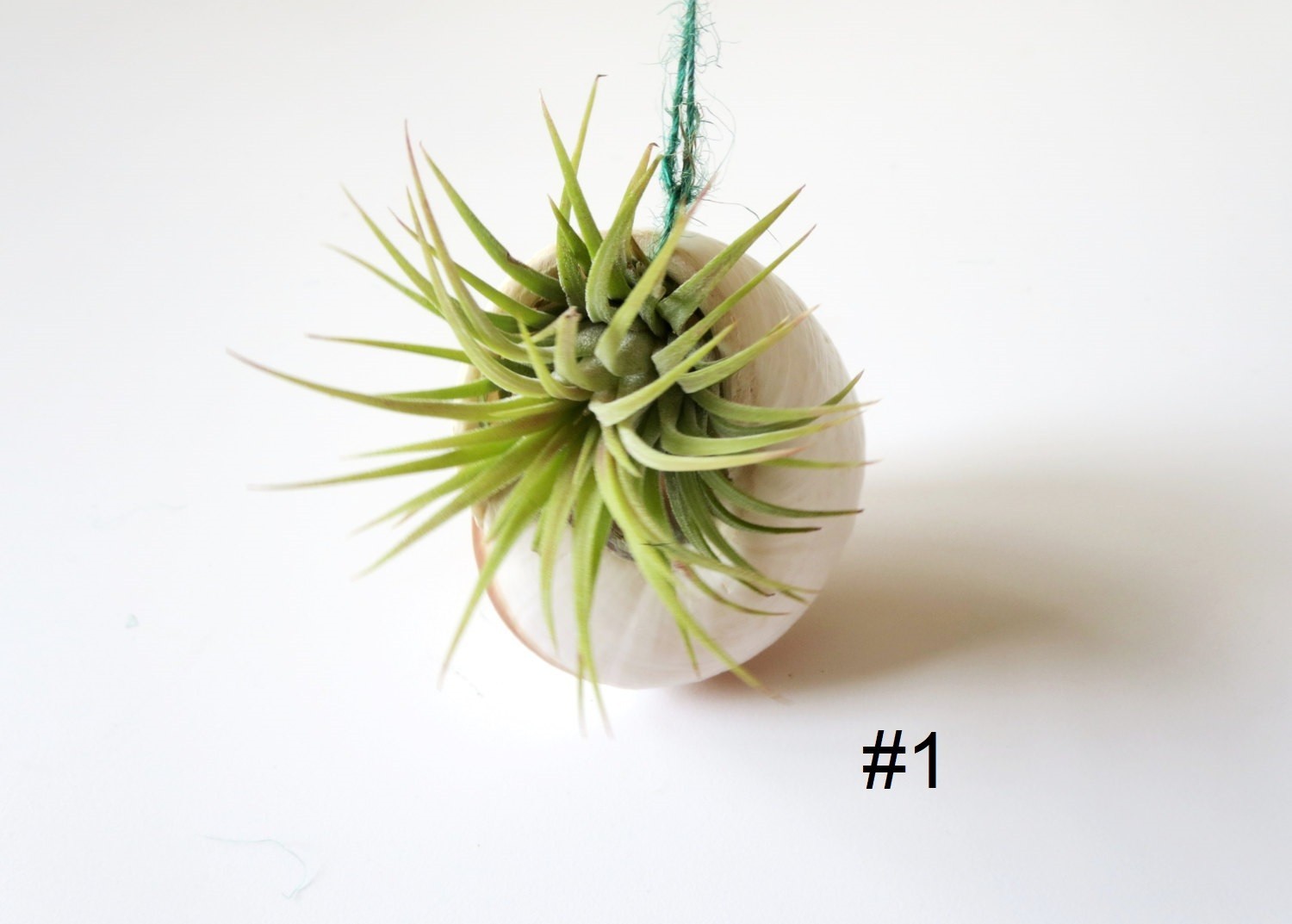 Air Plant Wall Decor Shell Air Plant Display Hanging Tillandsia Minimalist