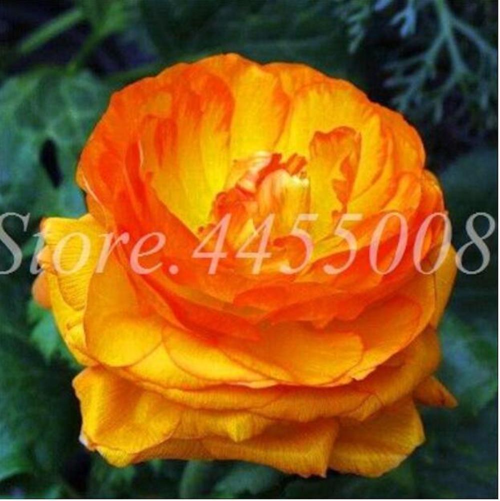 (10) PEONIES SEEDS rare exotic flower bloom home garden USA SELLER W/TRACKING