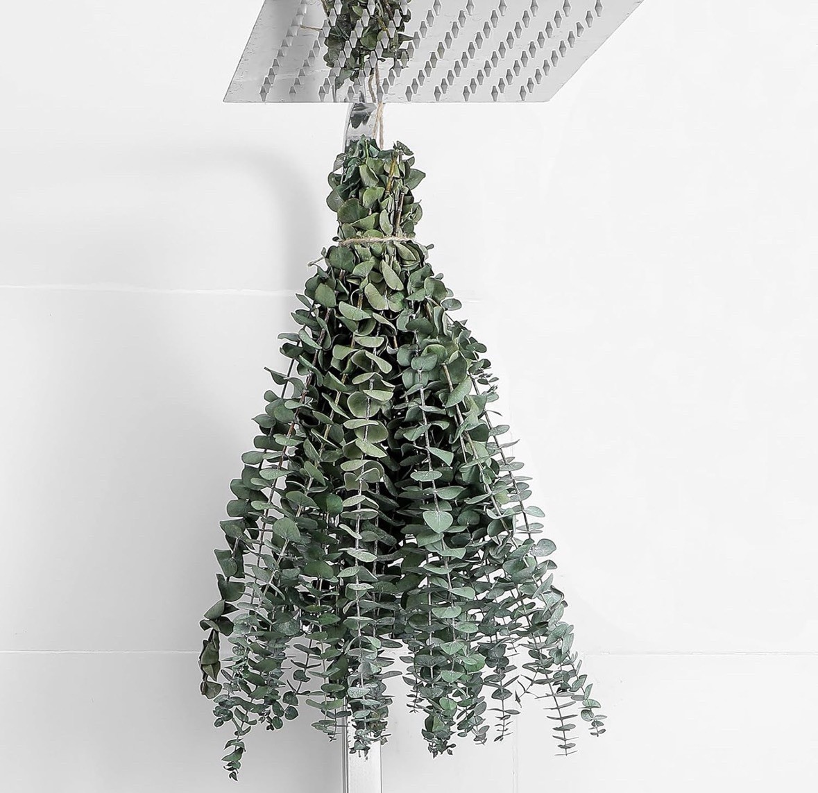 10 Pcs Dried Eucalyptus Stems 17″ Real Eucalyptus for Shower Hanging 100% Made f