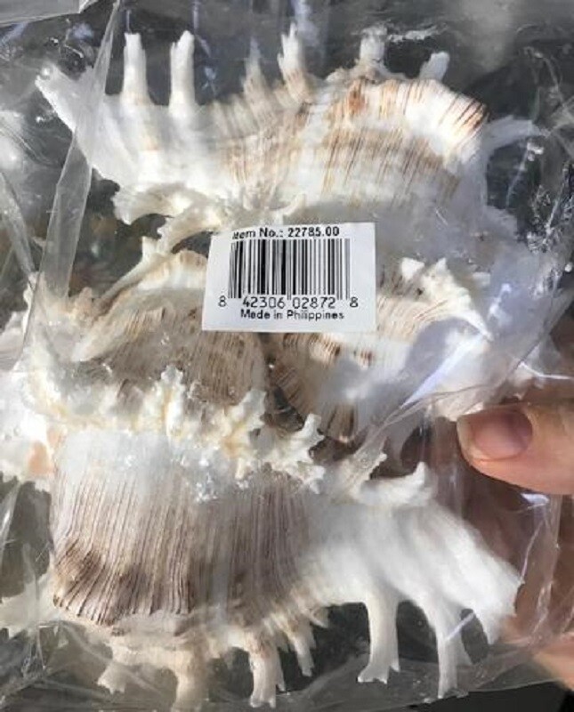 Murex Sea Shell Vase Fillers Set 2 White Coastal Decor Large 7″L Pair New🦩.