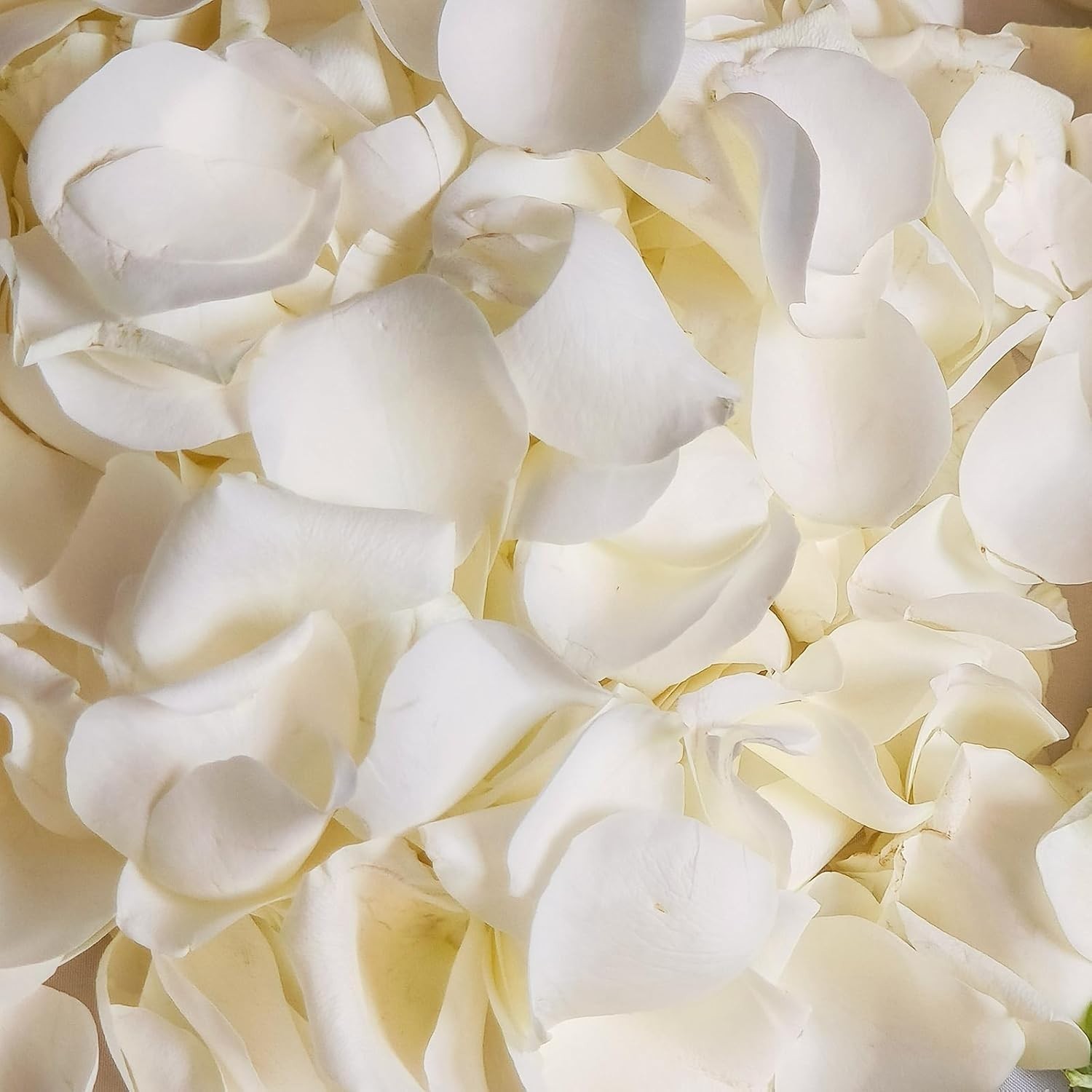 Dried Real White Rose Petals, Freeze Preserved Flower Petals 1.75Oz for Valentin