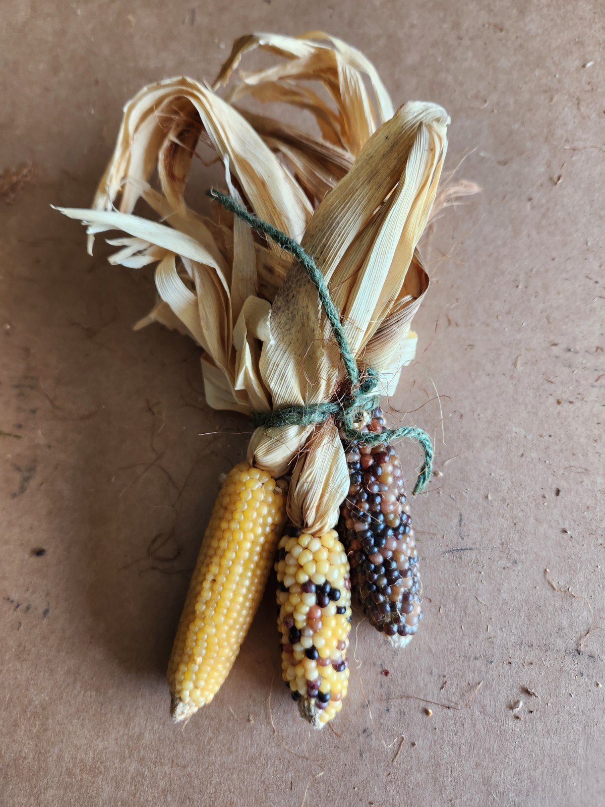 Mini Indian Corn, Approx 5″ Long – Thanksgiving, Fall, Decor, Small #8