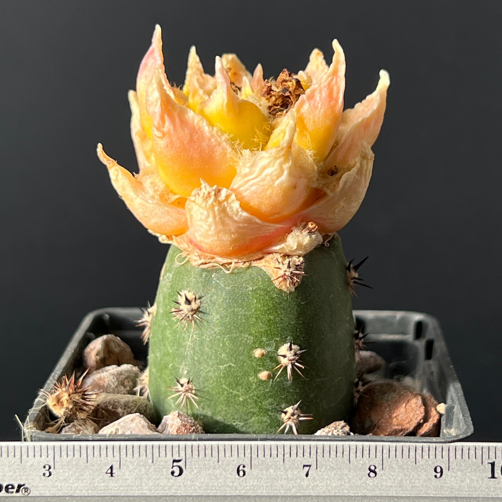 A19-223. Cactus… Agavoides x Trigonus f. variegata (Grafted)