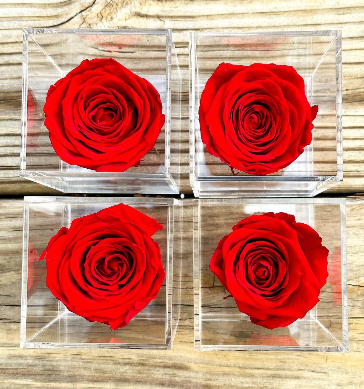 One Polylove Preserved Rose in a Petite Acrylic Box Real Rose That Last for Yea