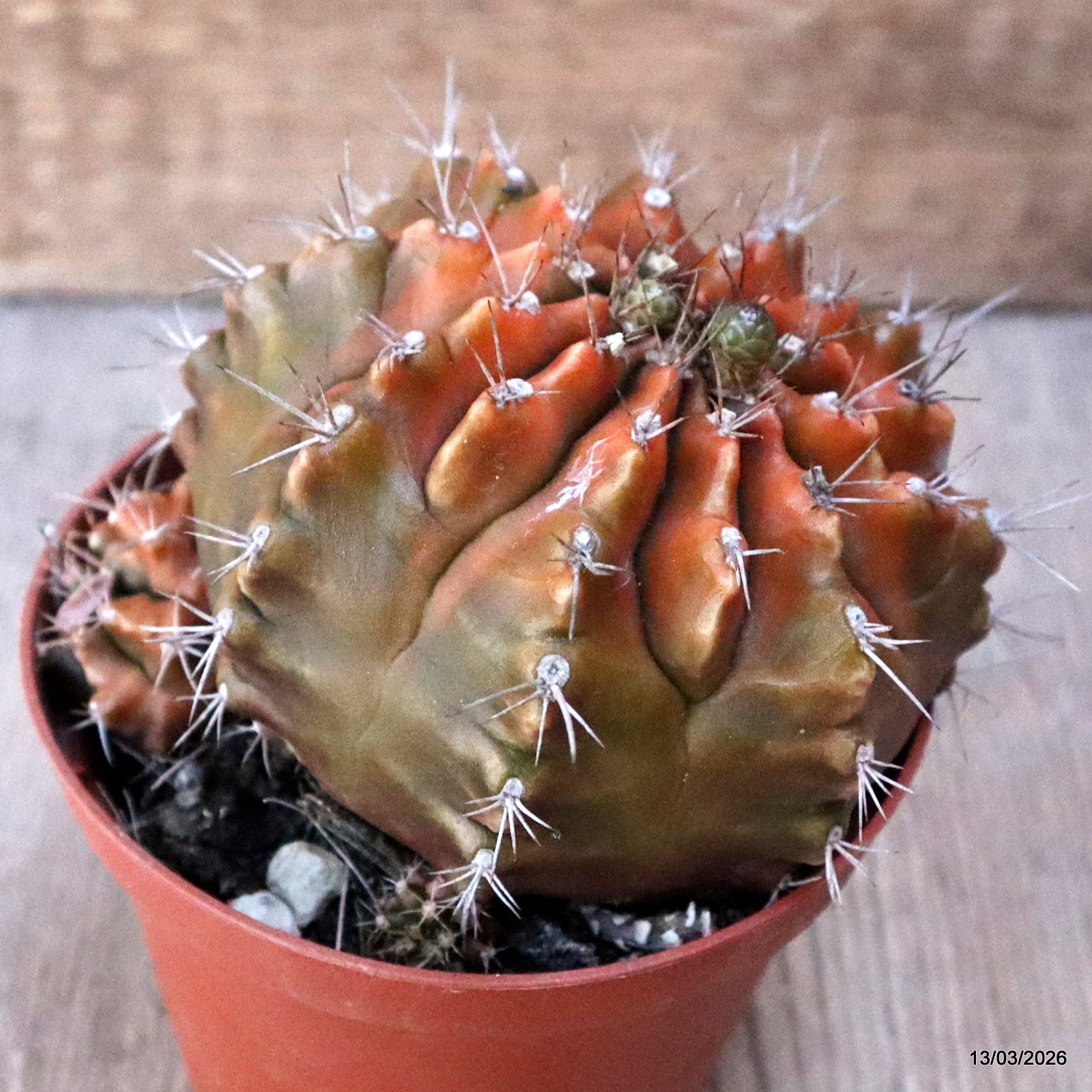 D8002 GYMNOCALYCIUM MIHANOVICHII VARIEGATED pot10-H7,5-W10,5 cm MaMa Cactus