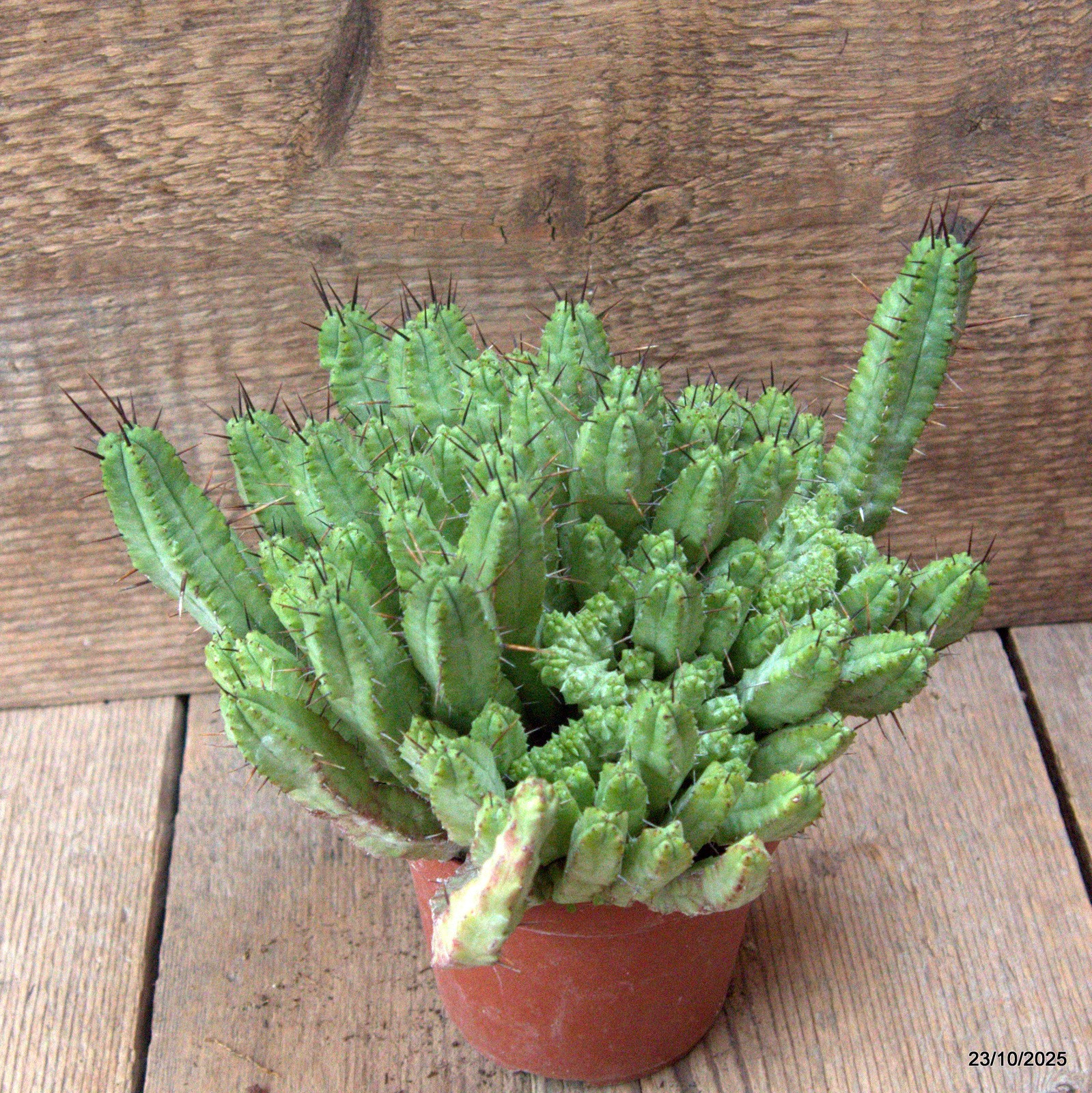 D7129 EUPHORBIA ENOPLA pot10-H14-W20 cm MaMa Cactus