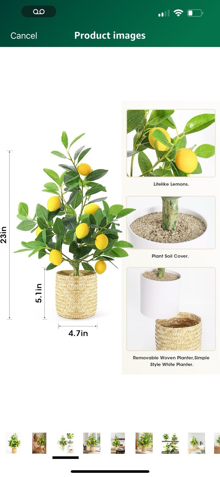 Lemon Tree/ Home Decor