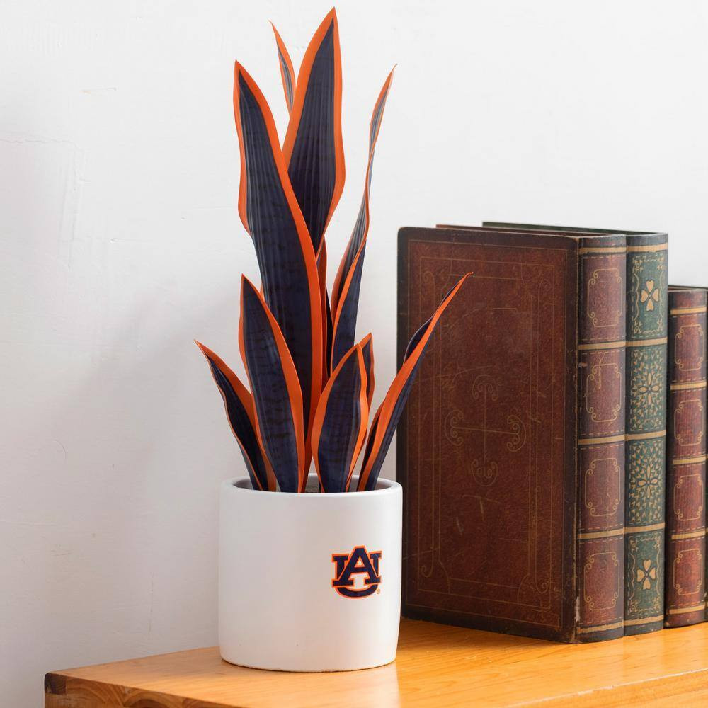 20 In. Auburn Artificial Snake Plant – Auburn Fan Gifts