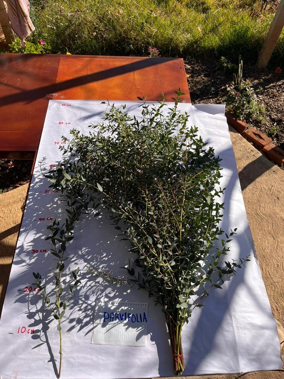 15 stems of fresh eucalyptus great for decor.