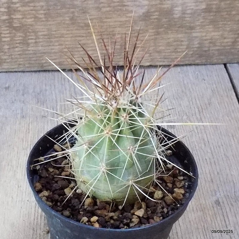 D6351 ECHINOCEREUS ENNEACANTHUS V. SARISSOPHORIS pot10-H8-W6 cm MaMa Cactus