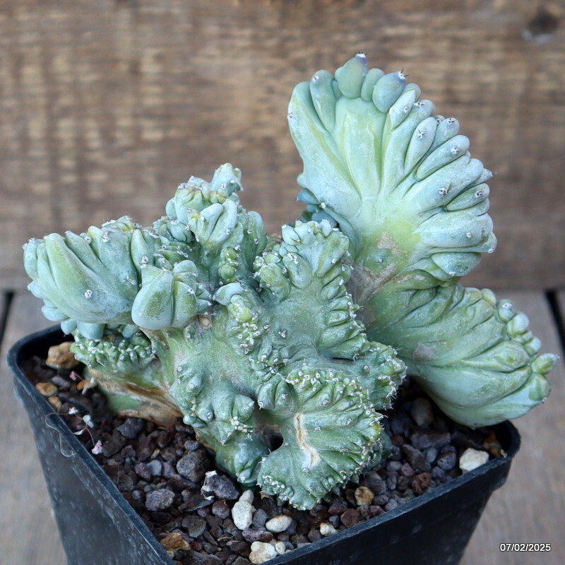 A9751 MYRTILLOCACTUS GEOMETRIZANS STRICTUS pot10-H13-W14 cm MaMa Cactus