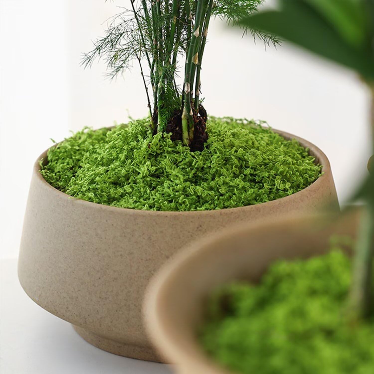 KEYUSHOP Fake Green Moss for Potted Plants 5.3 OZ Preserved Reindeer Moss Craft