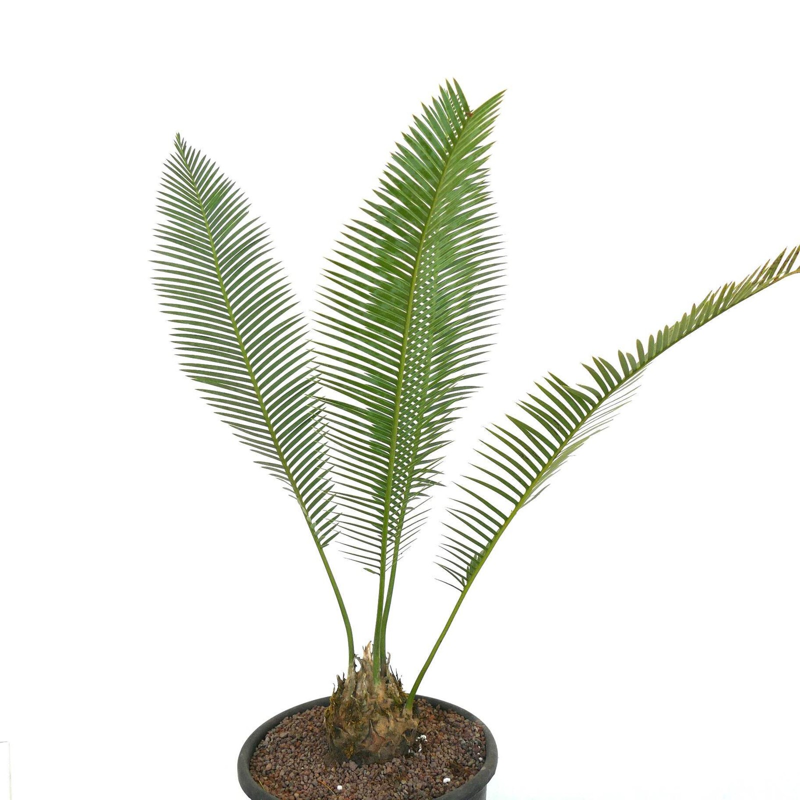 Dioon edule Jacala Form (Hidalgo, MX) 10x11cm Caudex – Chestnut dioon | Virgin’s