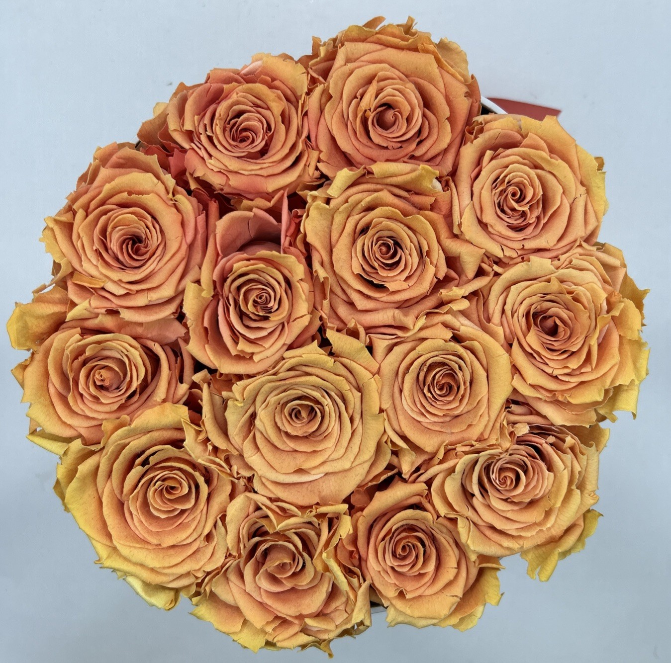 the million roses