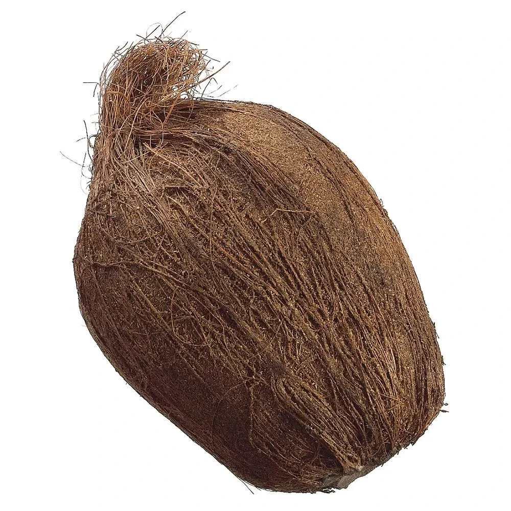 7″ weighted artificial coconut
