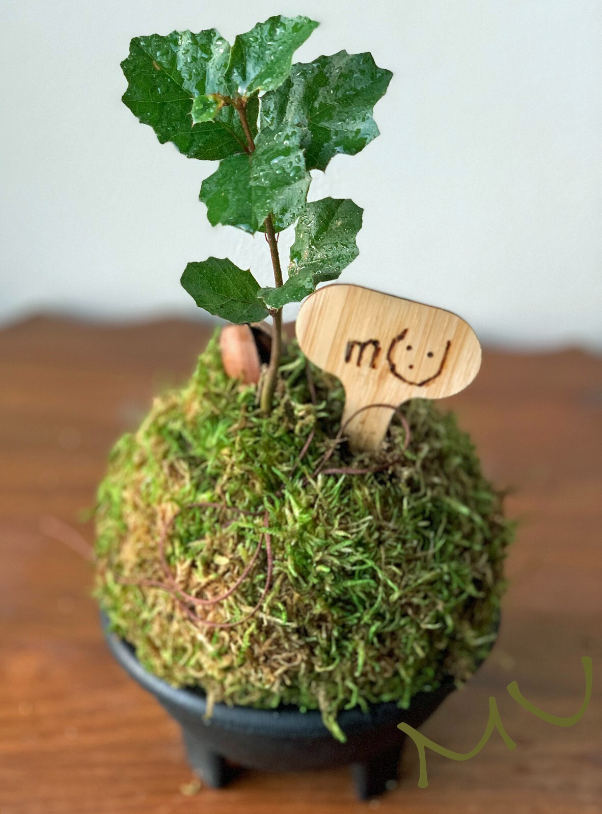 1 SMALL PALM SIZE BONSAI CALIFORNIA COASTAL LIVE OAK ACORN KOKEDAMA