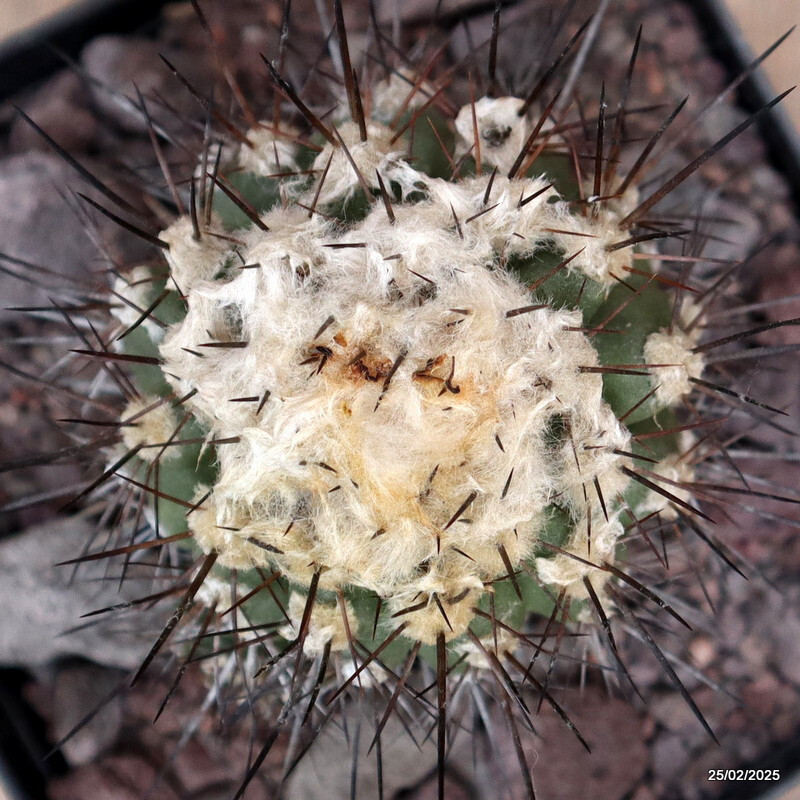 D3789 COPIAPOA CARRIZALENSIS pot14-H11-W9 cm MaMa cactus