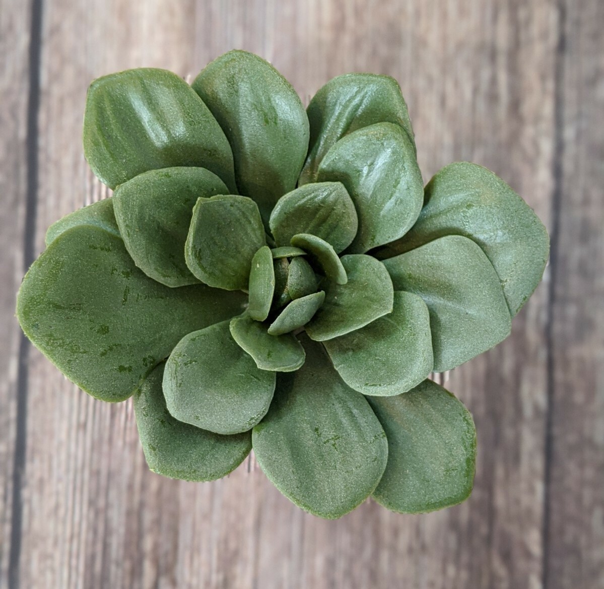 Green Succulent In White Pot 4.5″ x 4″ Project 62 Target Artificial Dudleya