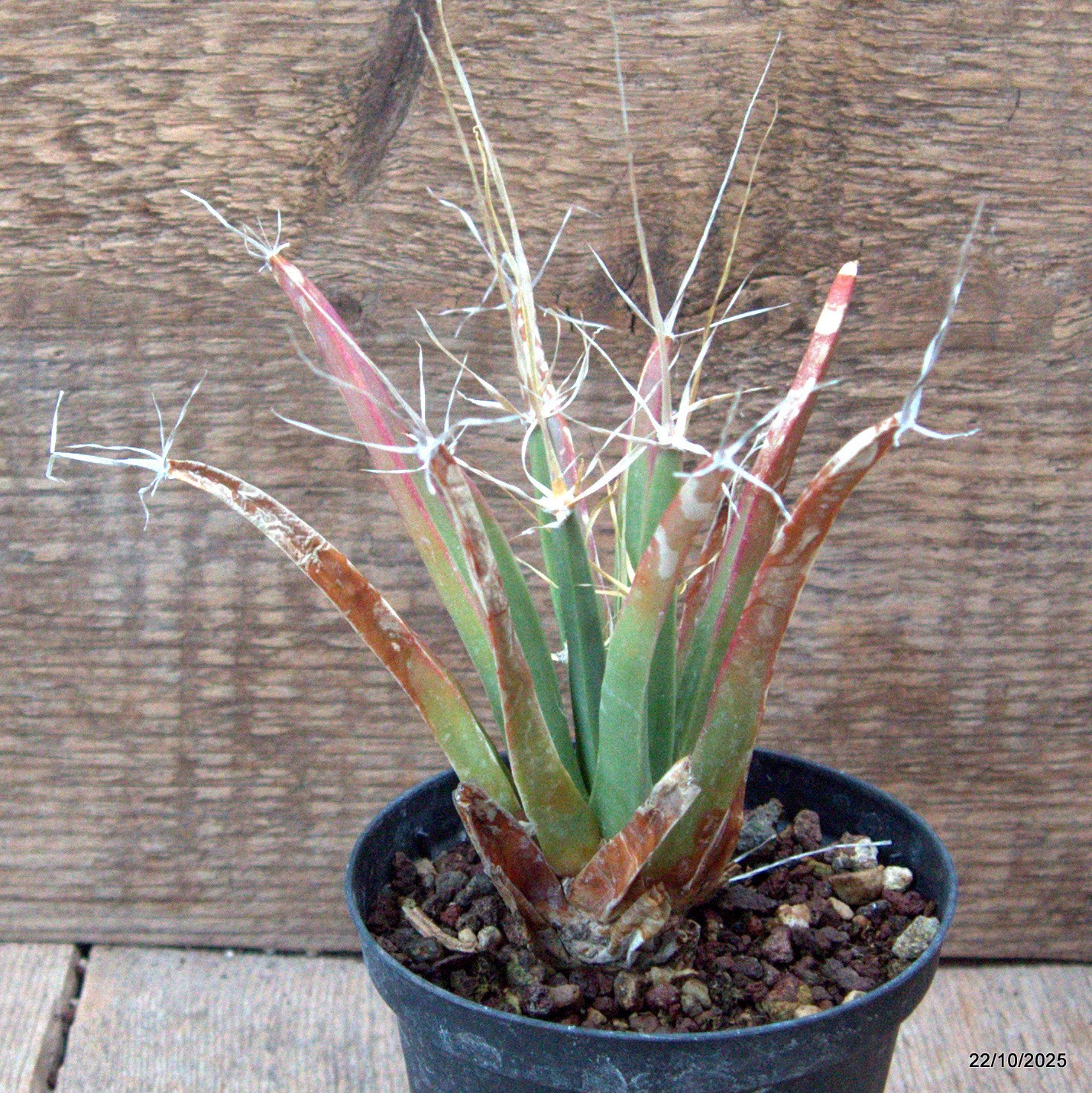 D7110 LEUCHTENBERGIA PRINCIPIS pot10-H13-W14 cm MaMa Cactus