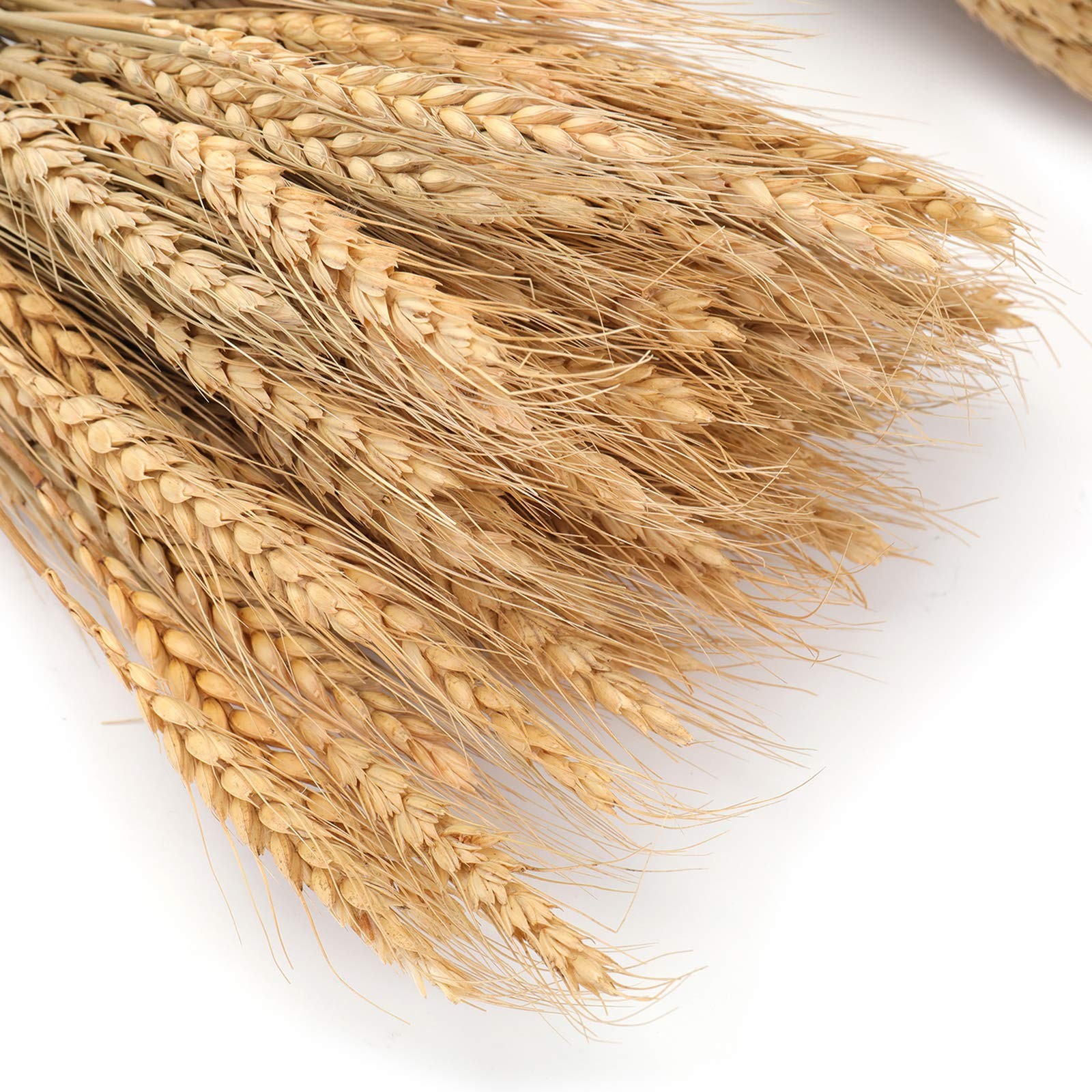 300 Stems 16 Inch Dried Wheat Sheaves, Natural Wheat Stalks Bundle Fall Arran…