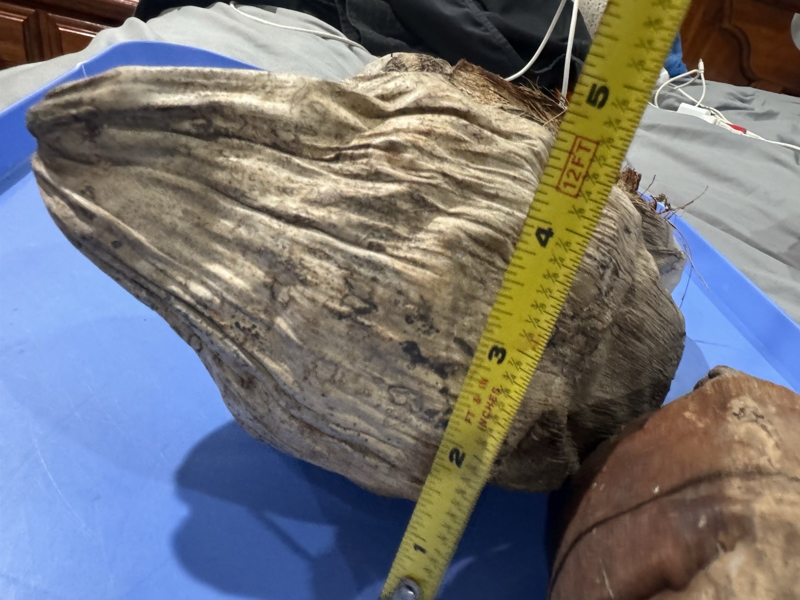 Lot Of 3 Large Coconut Jamaica Beach Whole Husk & Shell 7-9” organic texture