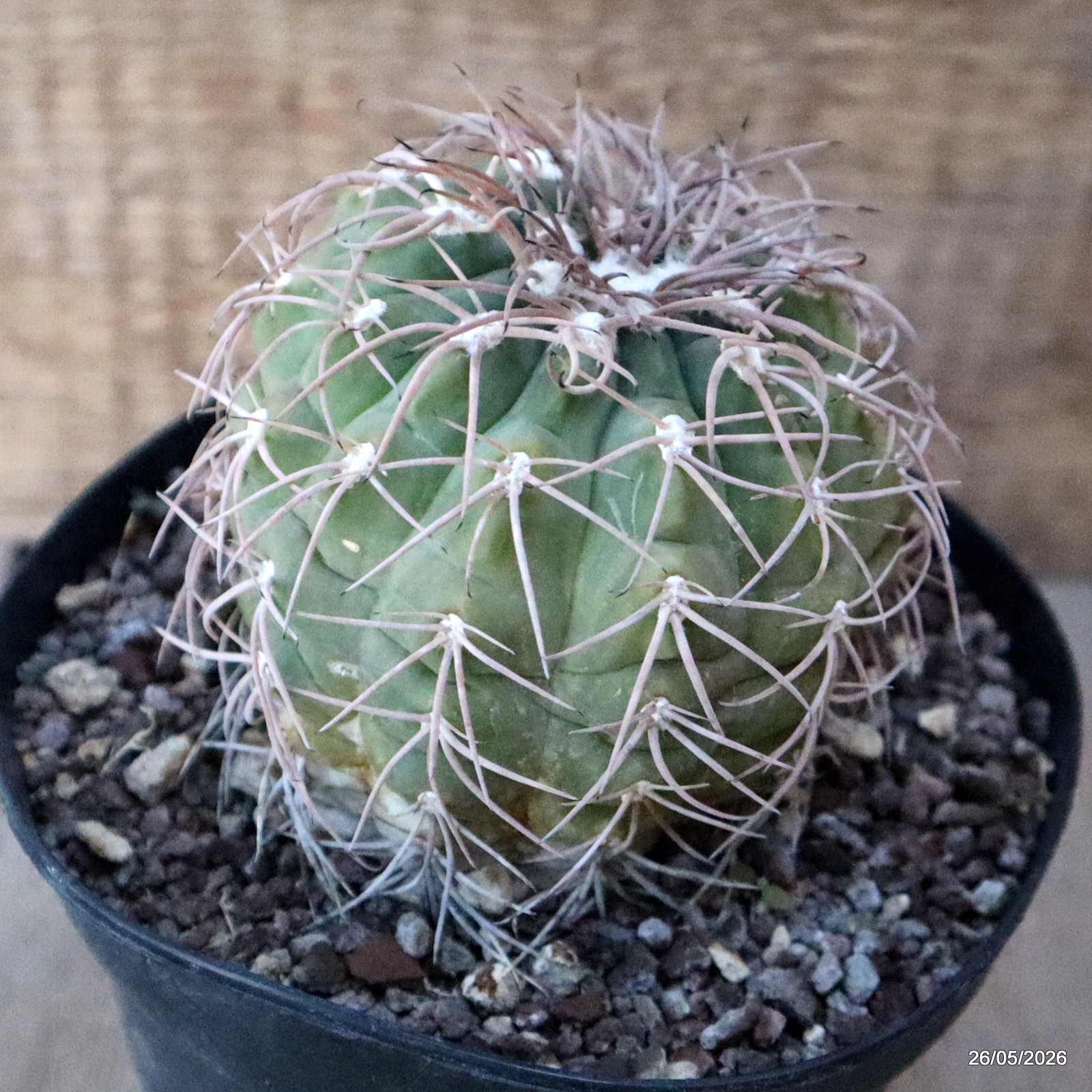 A2147 GYMNOCALYCIUM SPEGAZZINII pot14-H10-W9 cm MaMa cactus