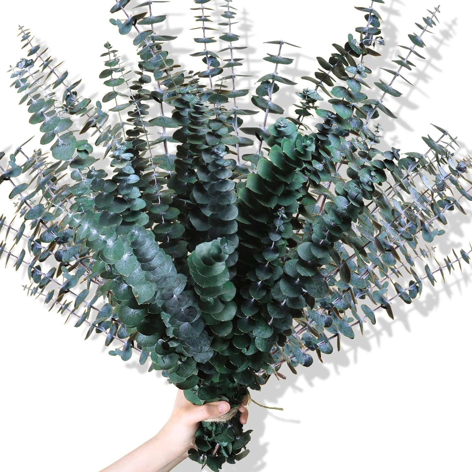 30Pcs Dried Eucalyptus Stems, 17″ Real Preserved Eucalyptus Plant for Shower, Fr