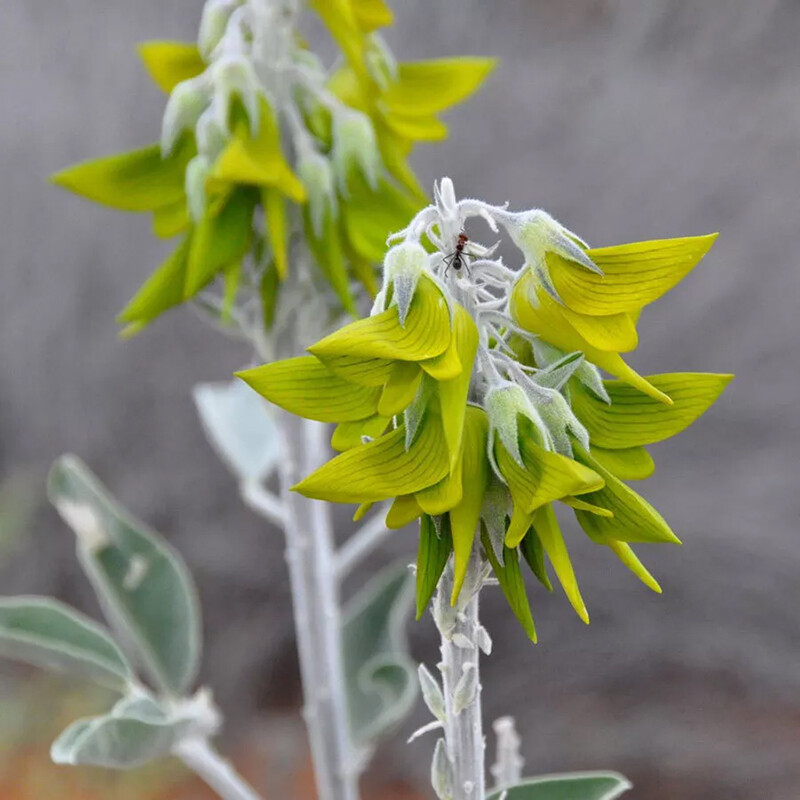 10 Green Bird Flower Seeds, crotalaria cunninghamii high quality seeds