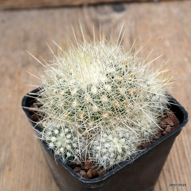 D919 THELOCACTUS MACDOWELLII pot7-H5-W9 cm MaMa Cactus