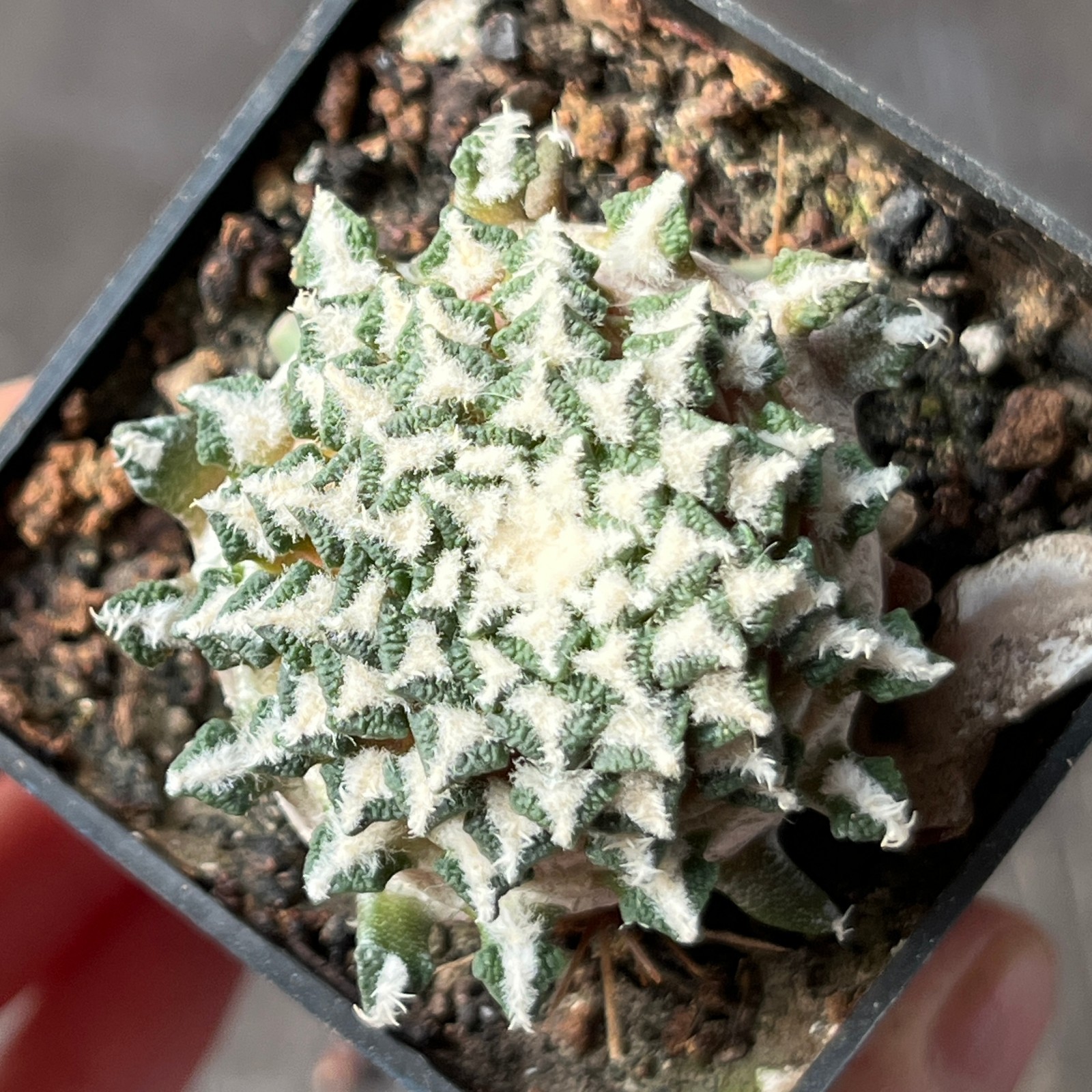 A20-4313 Cactus kotschoubeyanus RS134, junction to Hipolito, Coah (grafted)